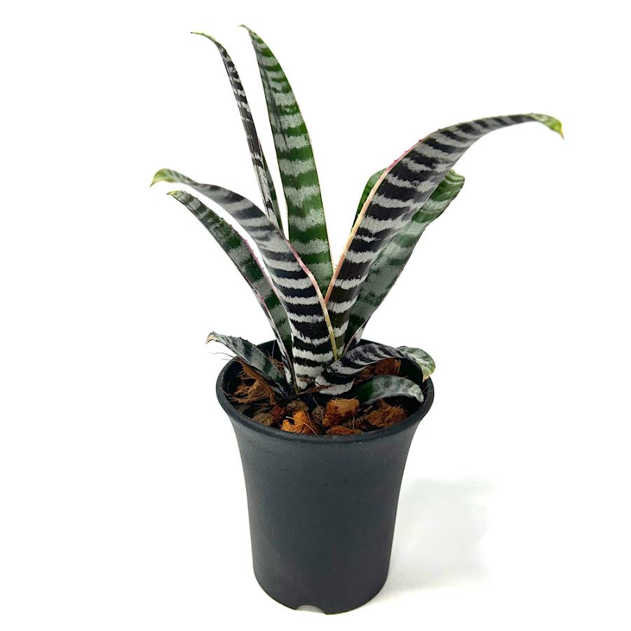観葉植物）一点物 エクメア オト 3号（1鉢）タンクブロメリア