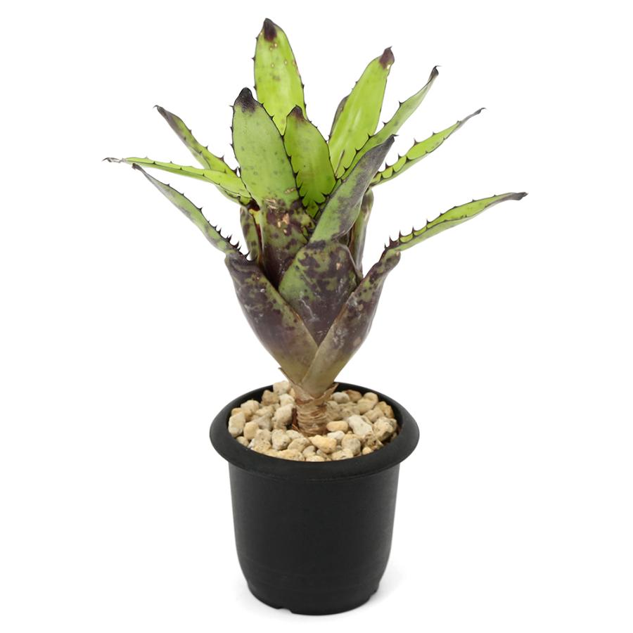 観葉植物）一点物 カニストラム トリアングラレ 3号（1株