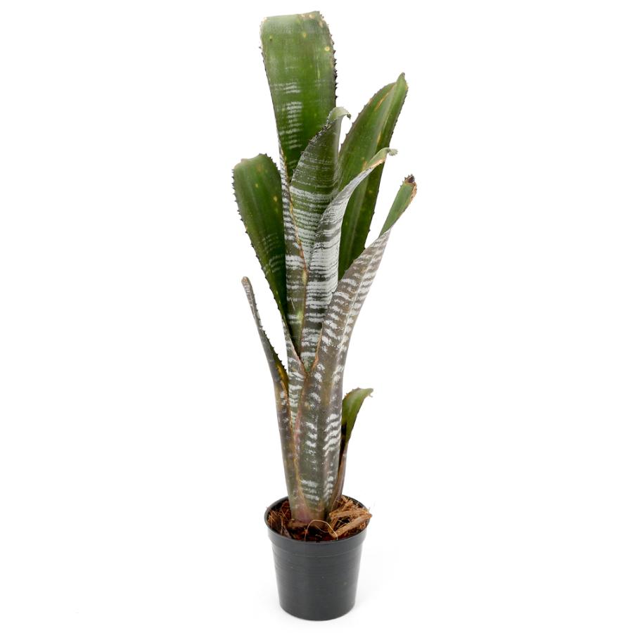 ビルベルギア ユーチューブ② 抜き苗 タンクブロメリア 観葉植物 観葉植物）一点物 ビルベルギア 'ユーチューブ' 2号（1株）タンク