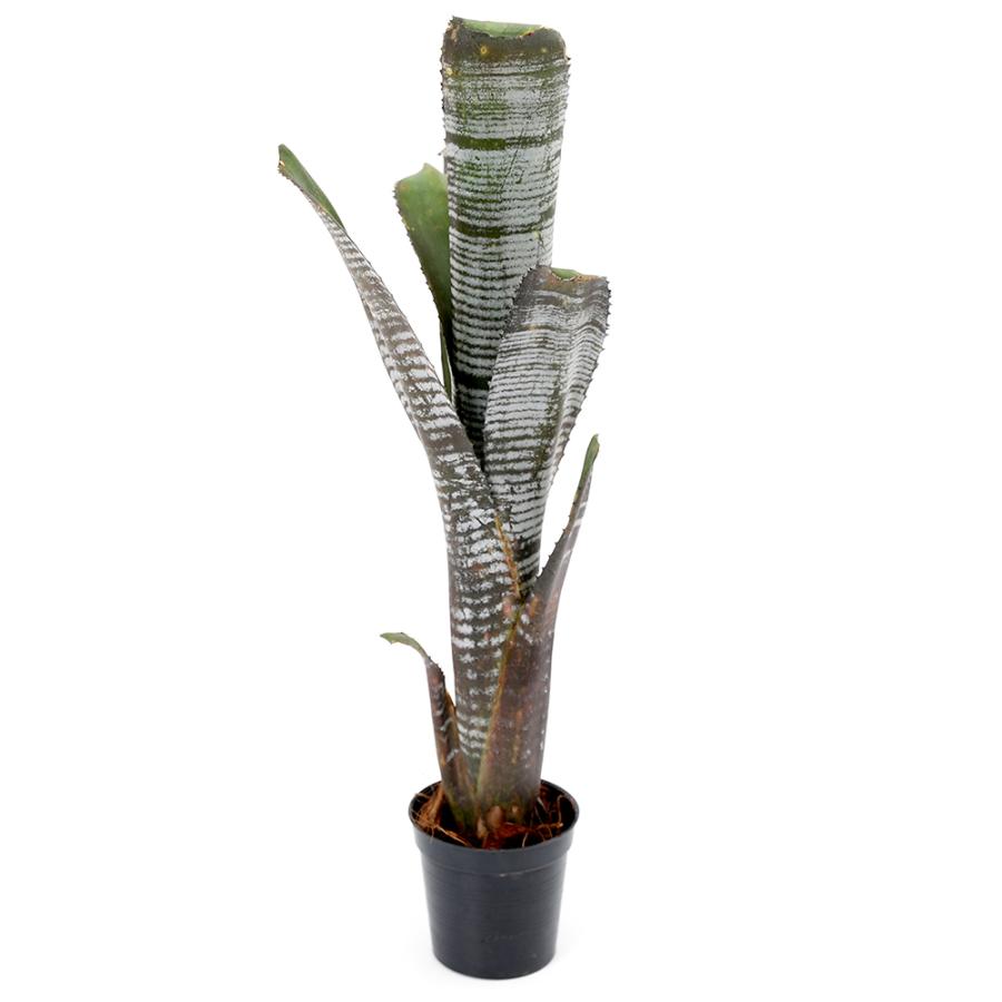 観葉植物）一点物 ビルベルギア 'ユーチューブ' 2号（1株）タンク