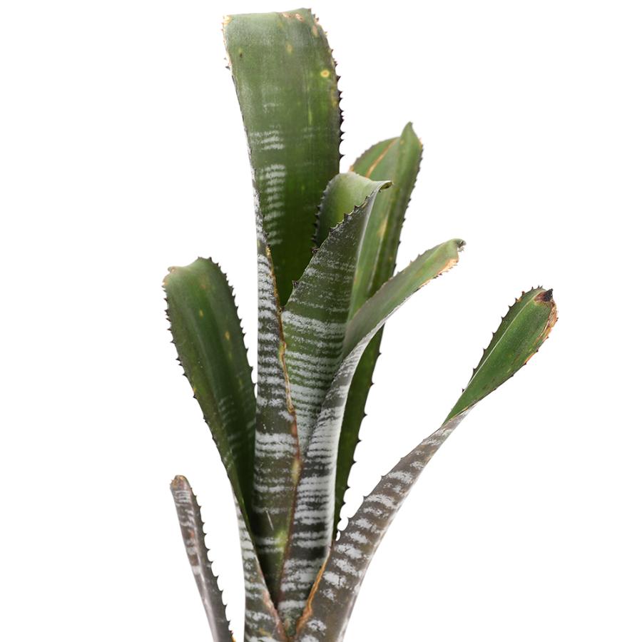 観葉植物）一点物 ビルベルギア 'ユーチューブ' 2号（1株）タンク