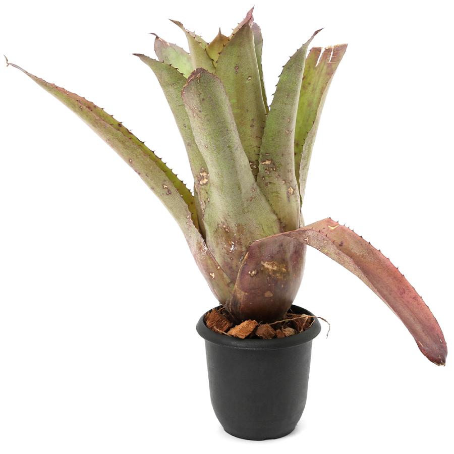 観葉植物）一点物 ホヘンベルギア パープルマジェスティ 3．5号（1