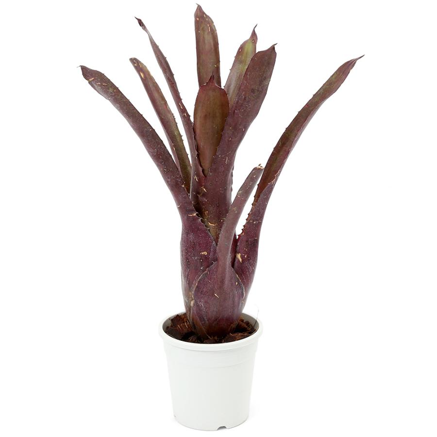 観葉植物）一点物 ホヘンベルギア ペンアエ×レメイ（レッドクローン