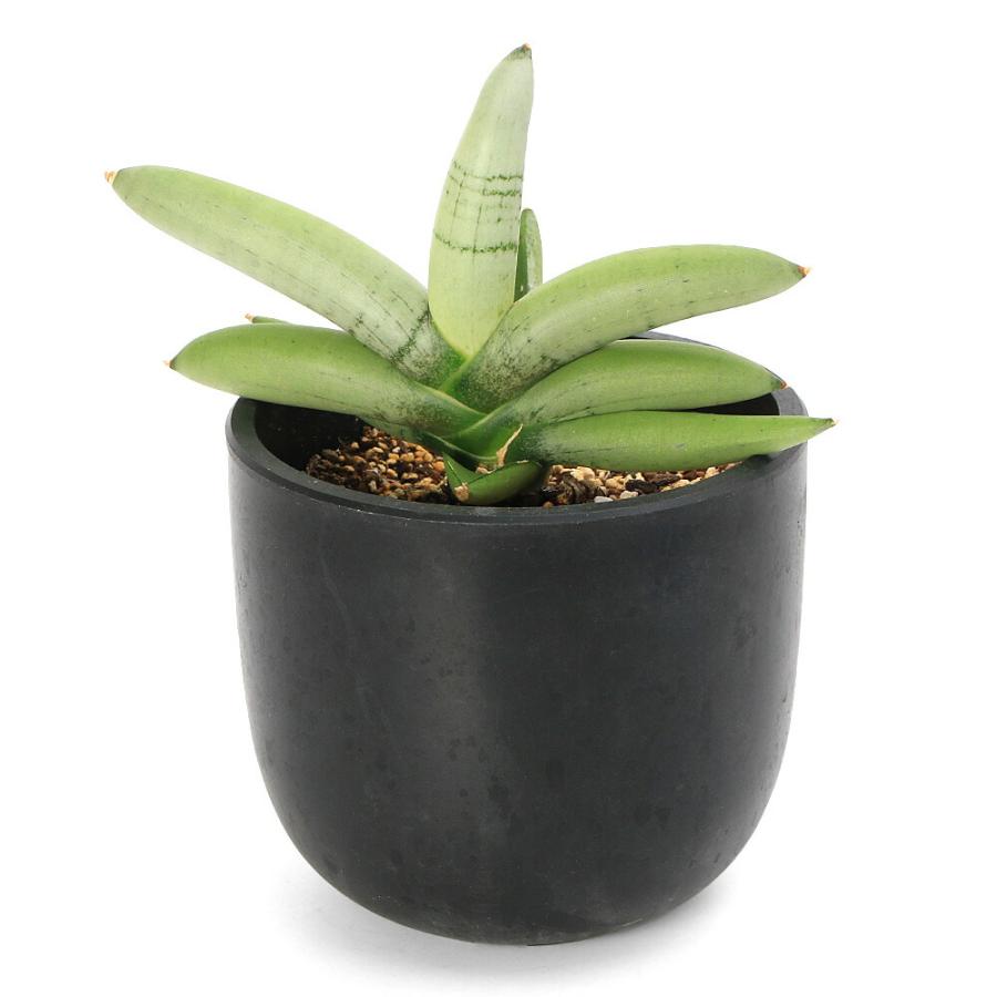 観葉植物）サンスベリア ボンセレンシス プラチナム 4．5号（1鉢