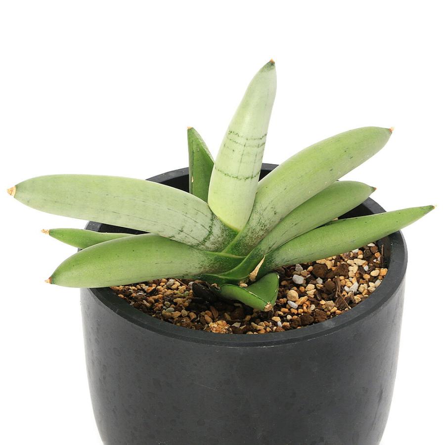 観葉植物）サンスベリア ボンセレンシス プラチナム 4．5号（1鉢