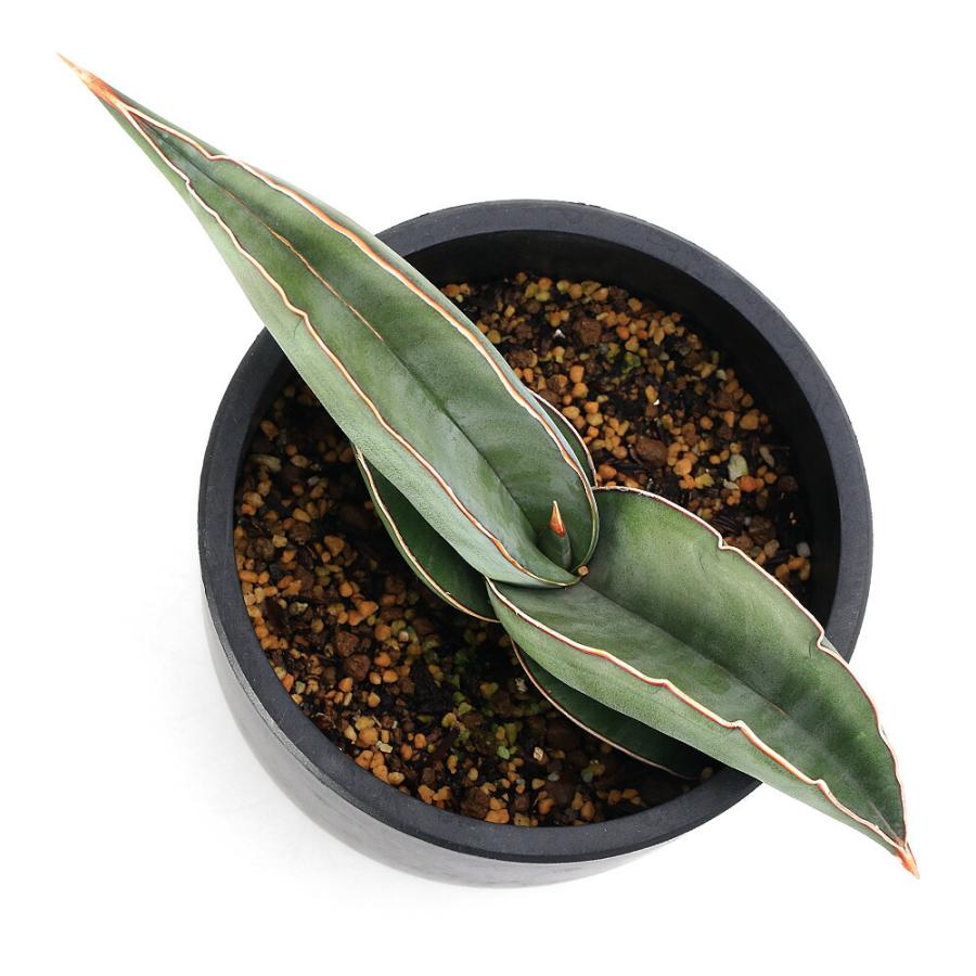 観葉植物）サンスベリア エーレンベルギー バナナ 4．5号（1鉢
