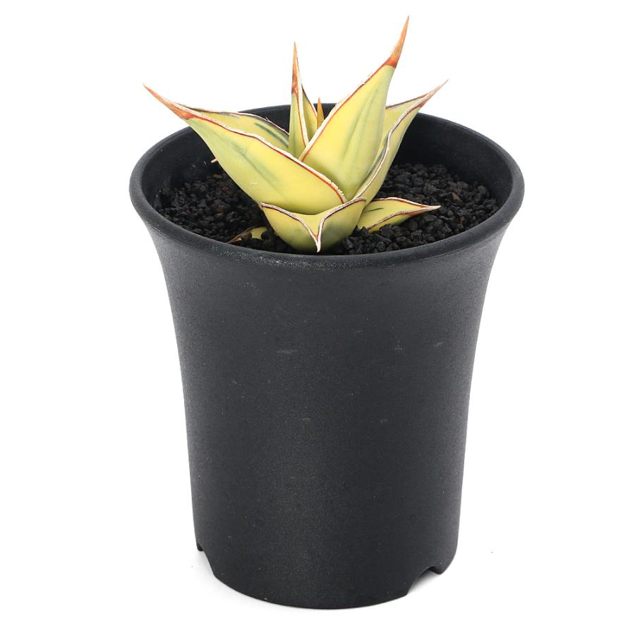 観葉植物）一点物 サンスベリア ピングイキュラ 斑入り 3．5号（1鉢