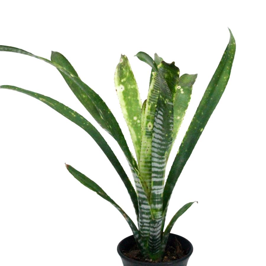 観葉植物）一点物 ビルベルギア ライムストーン 3．5号（1株