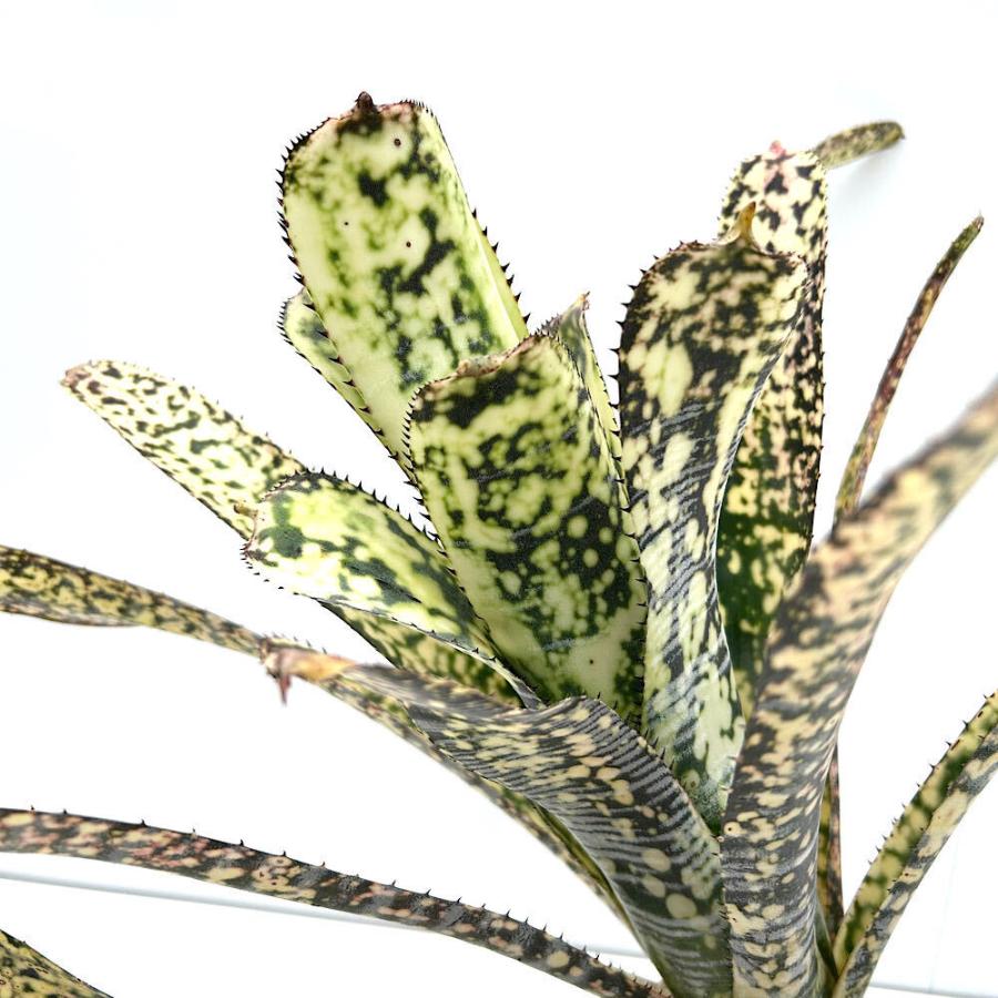 ビルベルギア　斑点模様　ライムストーン　抜き苗　 1株　特大株 観葉植物）一点物 ビルベルギア ライムストーン 3．5号（1株
