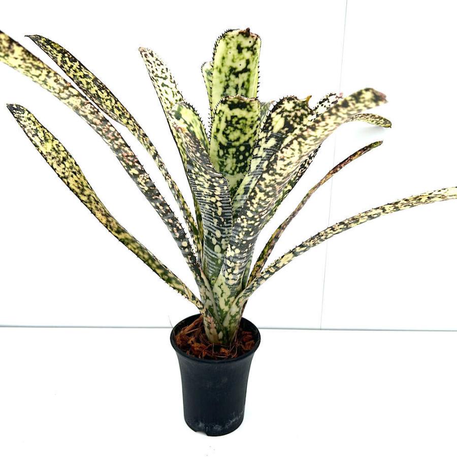 観葉植物）一点物 ビルベルギア ライムストーン 3．5号（1株