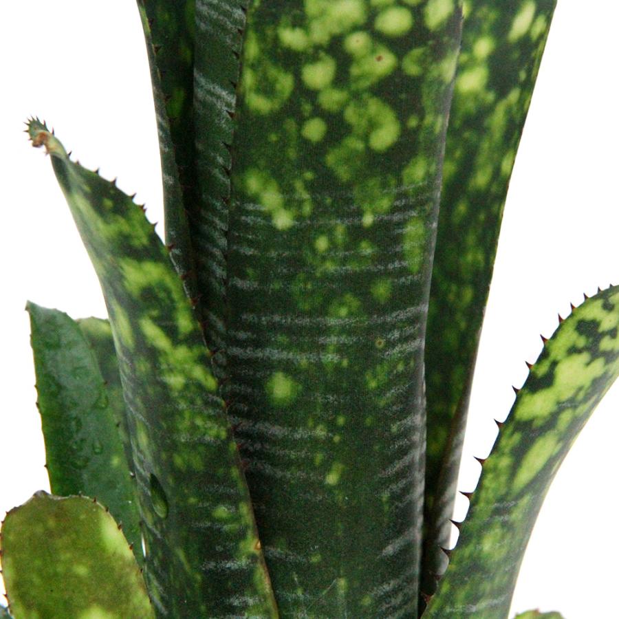 観葉植物）一点物 ビルベルギア ライムストーン 3．5号（1株