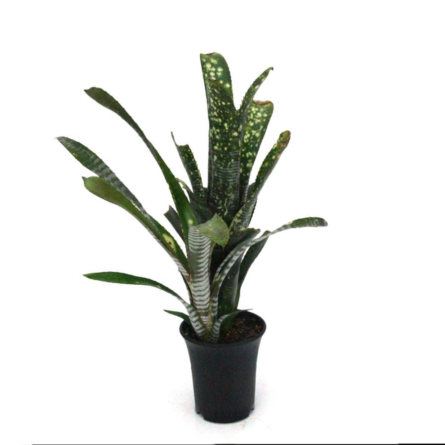 観葉植物）一点物 ビルベルギア ライムストーン 3．5号（1株