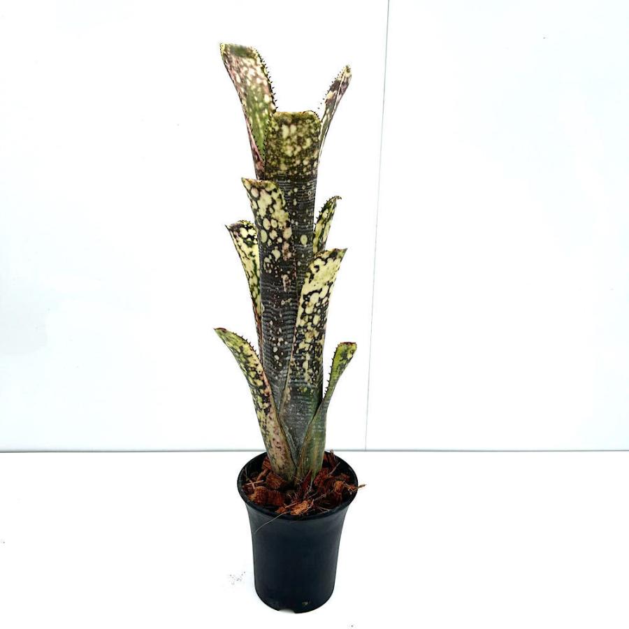 観葉植物）一点物 ビルベルギア ライムストーン 3．5号（1株
