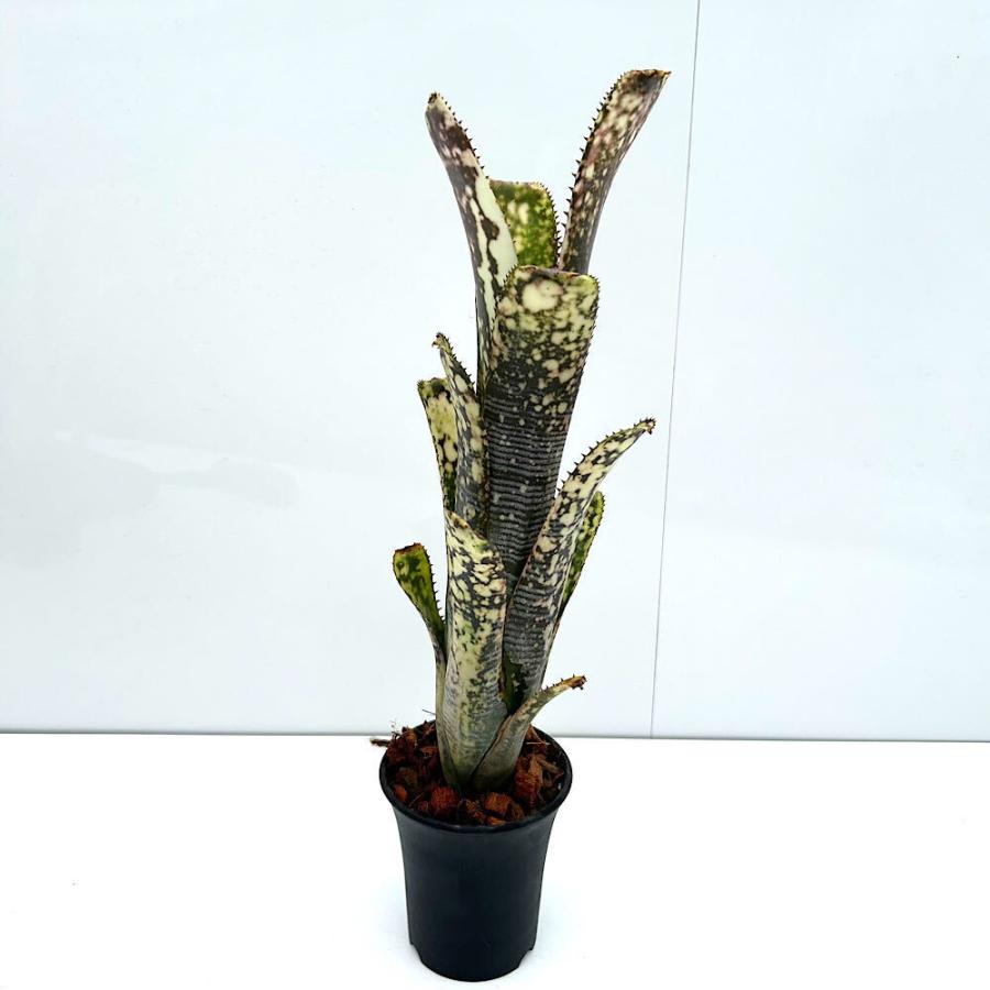 観葉植物）一点物 ビルベルギア ライムストーン 3．5号（1株
