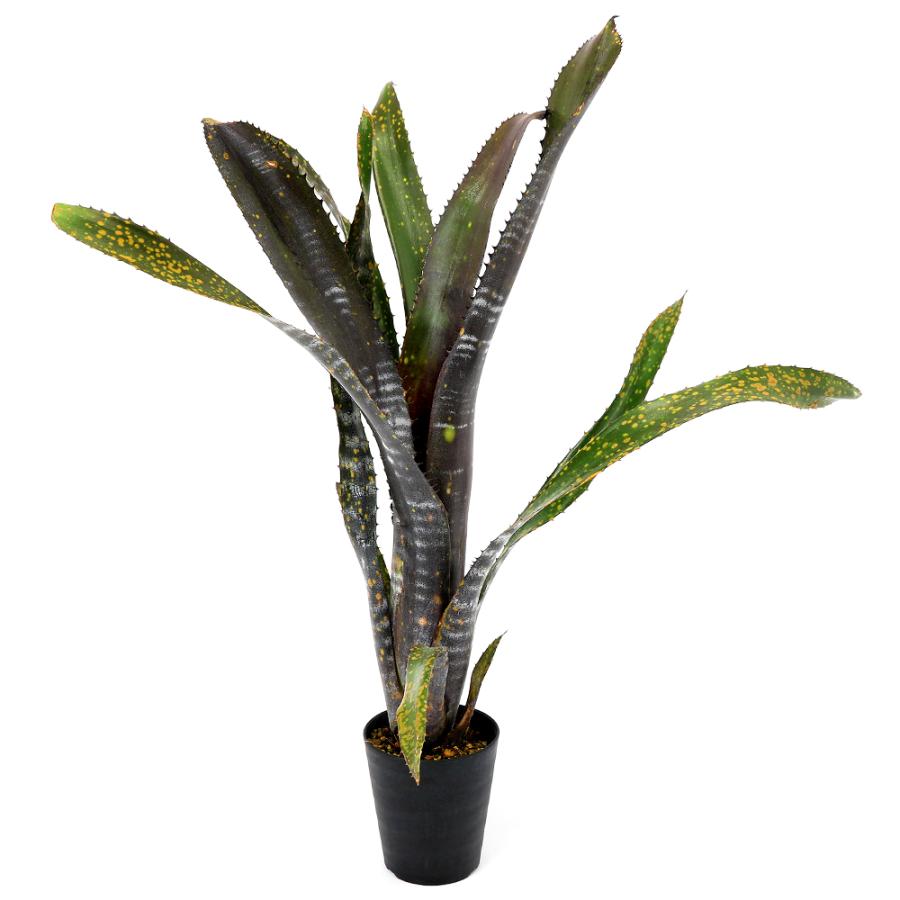 観葉植物）一点物 ビルベルギア オビワン 3号（1株） : チャーム