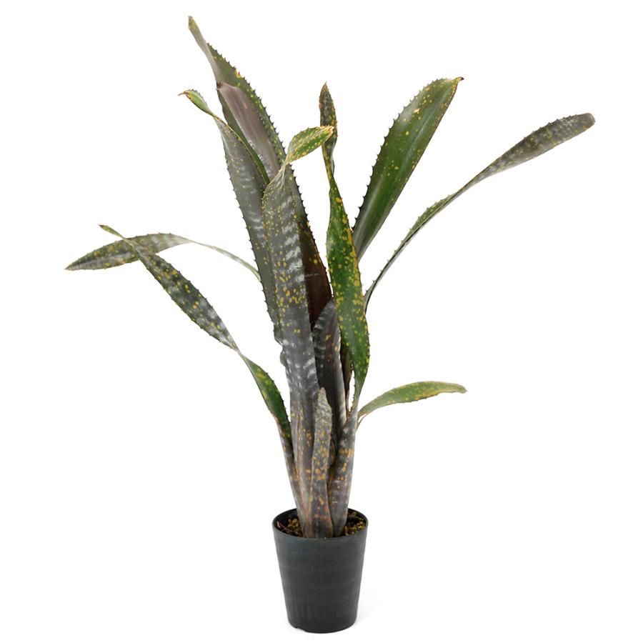観葉植物）一点物 ビルベルギア オビワン 3号（1株） : チャーム