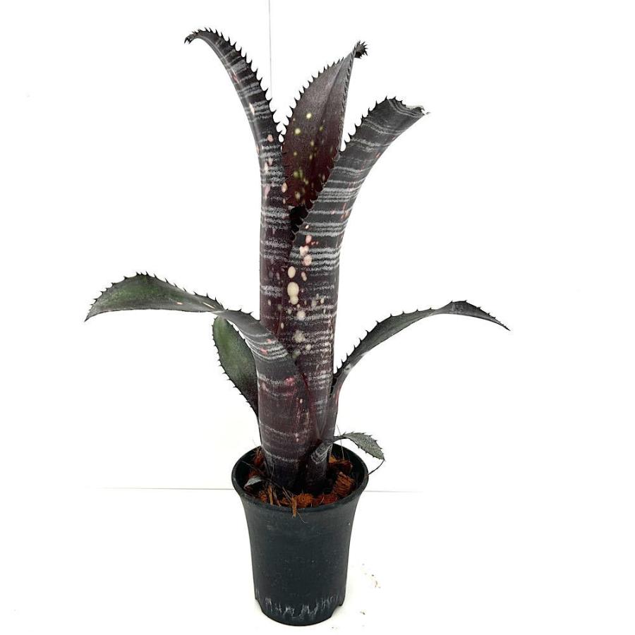 観葉植物）一点物 ビルベルギア オビワン 3号（1株） : チャーム