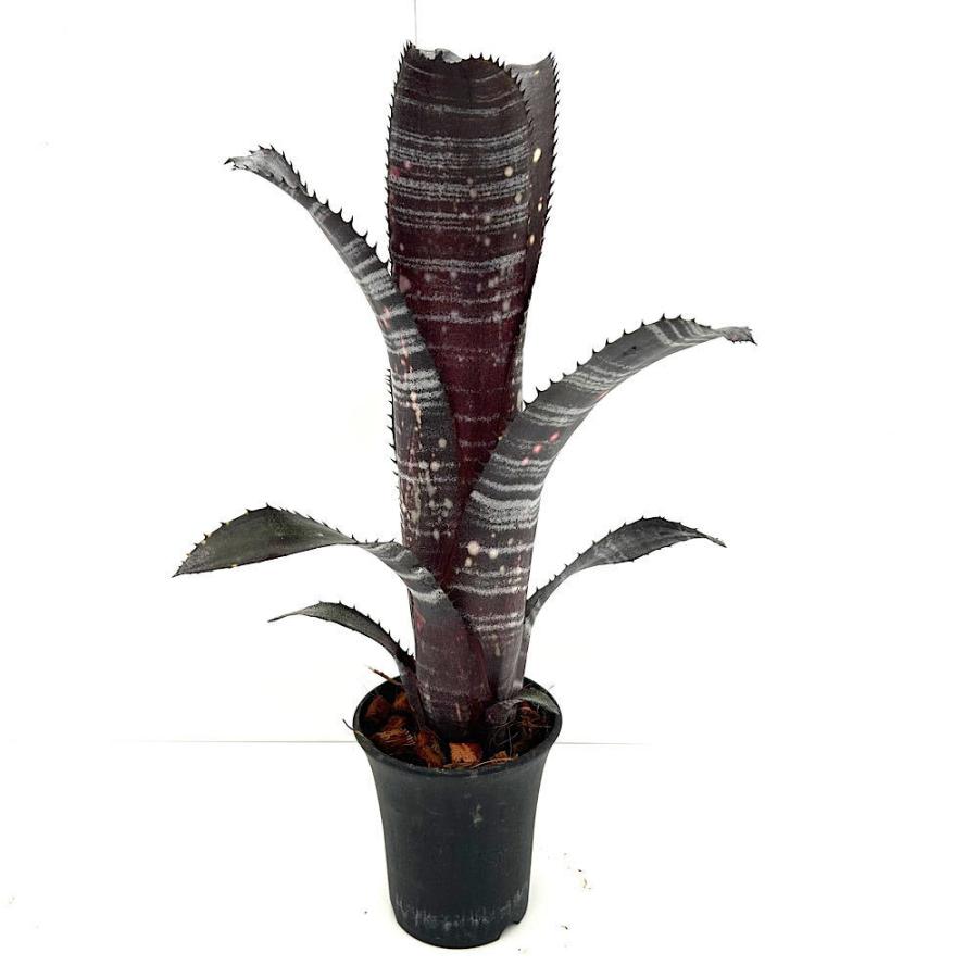 観葉植物）一点物 ビルベルギア オビワン 3号（1株） : チャーム