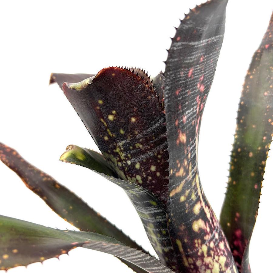 観葉植物）一点物 ビルベルギア オビワン 3号（1株） : チャーム