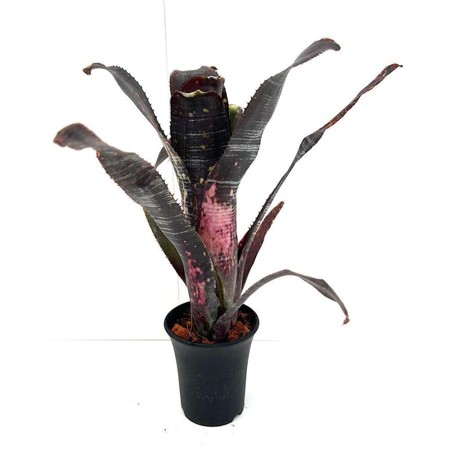 観葉植物）一点物 ビルベルギア オビワン 3号（1株） : チャーム