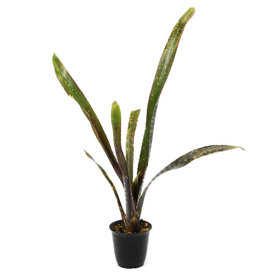 観葉植物）一点物 ビルベルギア オビワン 3号（1株） : チャーム