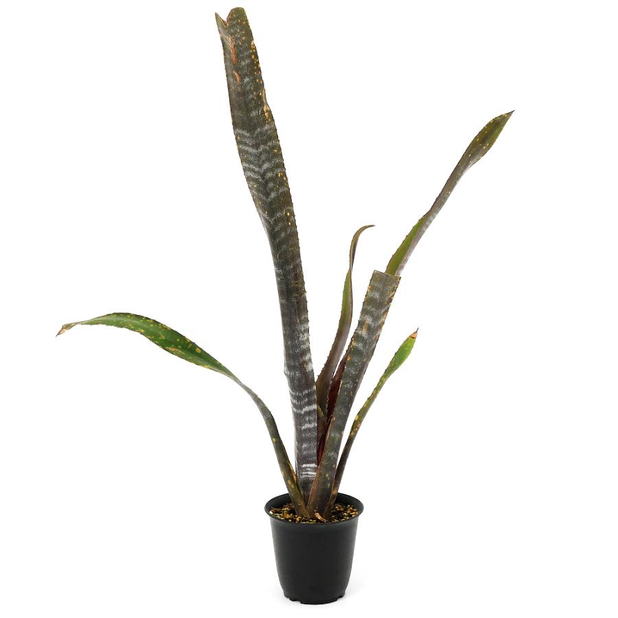 観葉植物）一点物 ビルベルギア オビワン 3号（1株） : チャーム