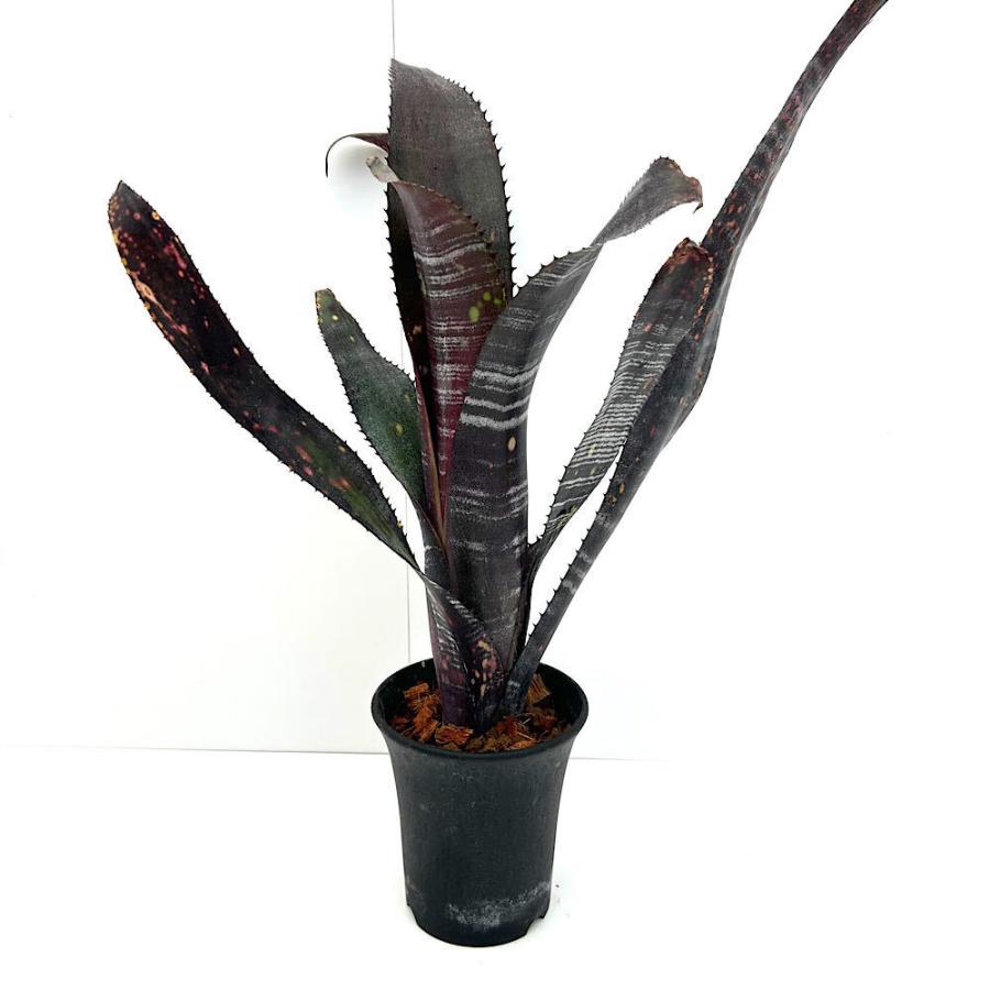 ビルベルギア　3種セット　抜き苗 観葉植物）一点物 ビルベルギア オビワン 3号（1株） : チャーム