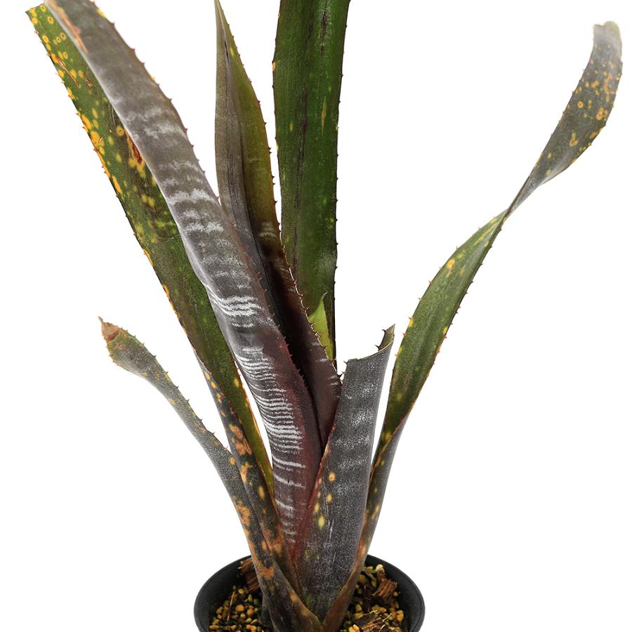 観葉植物）一点物 ビルベルギア オビワン 3号（1株） : チャーム