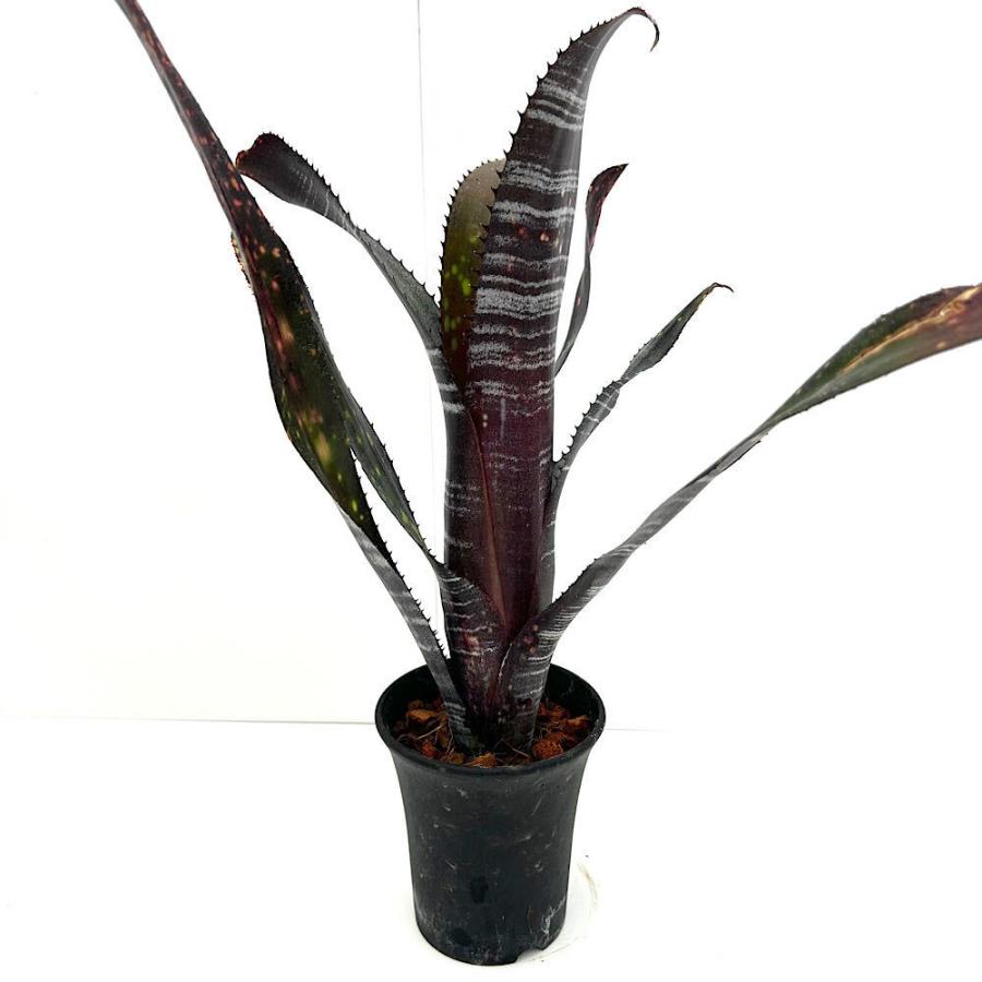 観葉植物）一点物 ビルベルギア オビワン 3号（1株） : チャーム