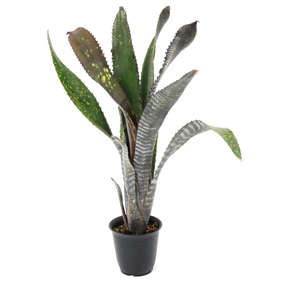 観葉植物）一点物 ビルベルギア オビワン 3号（1株） : チャーム