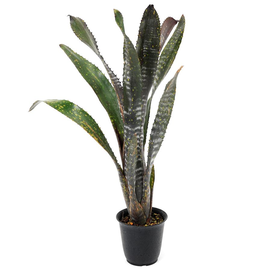 観葉植物）一点物 ビルベルギア オビワン 3号（1株） : チャーム