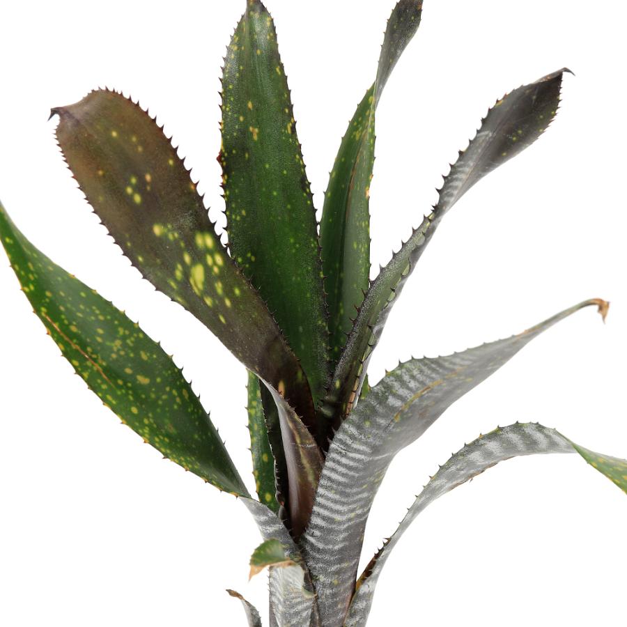 観葉植物）一点物 ビルベルギア オビワン 3号（1株） : チャーム
