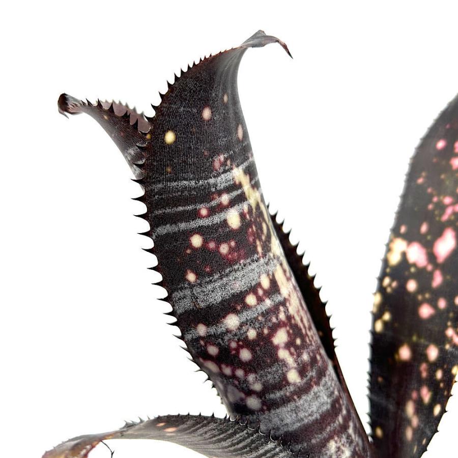 観葉植物）一点物 ビルベルギア オビワン 3号（1株