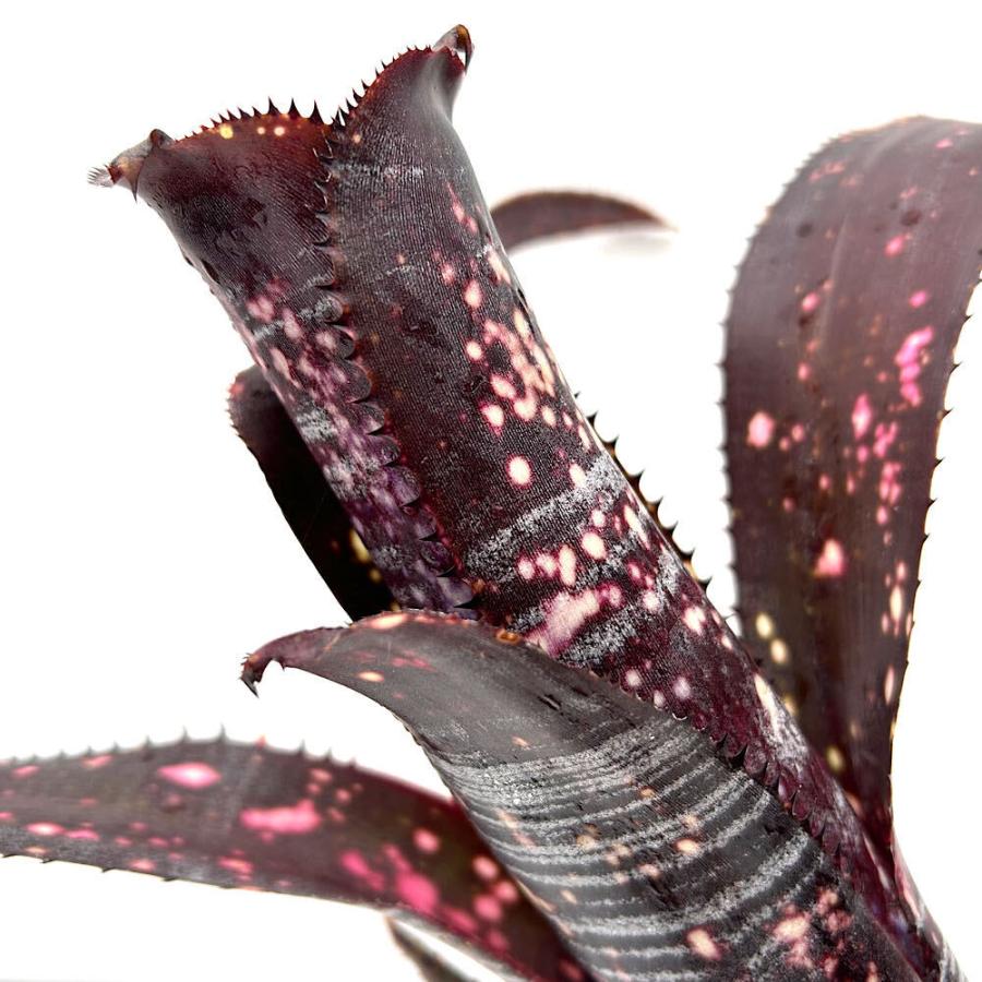 観葉植物）一点物 ビルベルギア オビワン 3号（1株） : チャーム