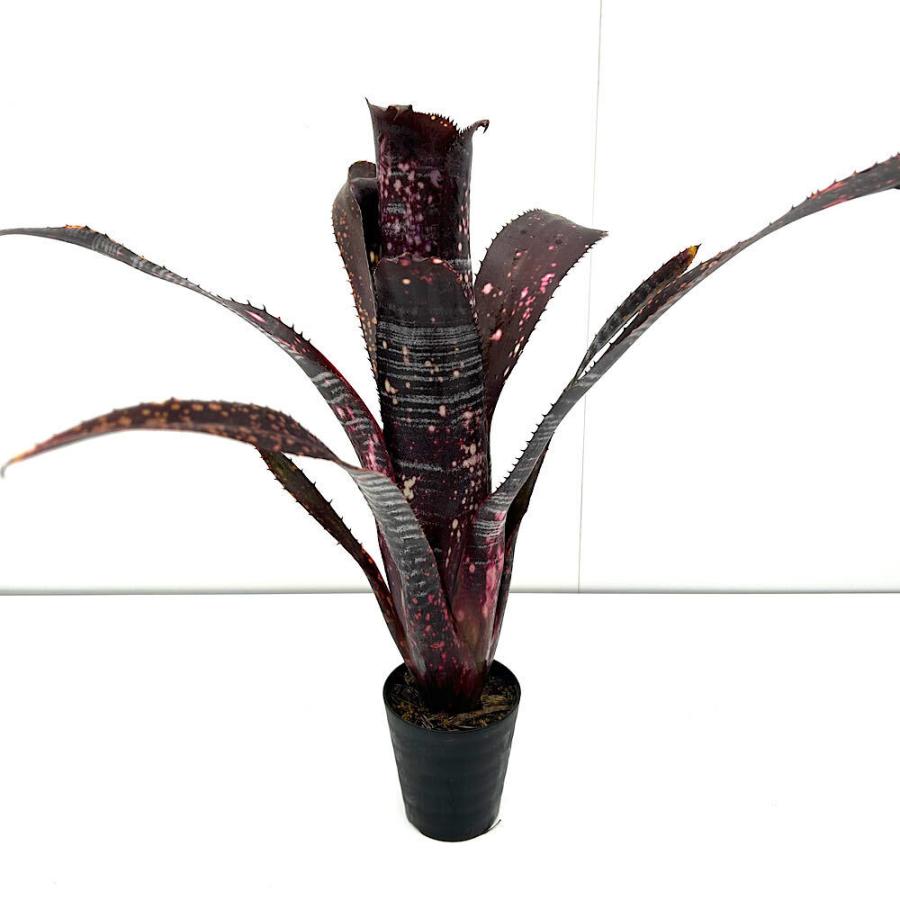 観葉植物）一点物 ビルベルギア オビワン 3号（1株） : チャーム