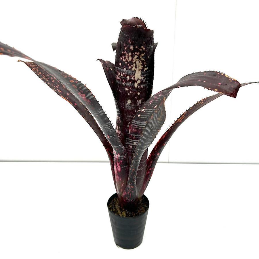 観葉植物）一点物 ビルベルギア オビワン 3号（1株） : チャーム
