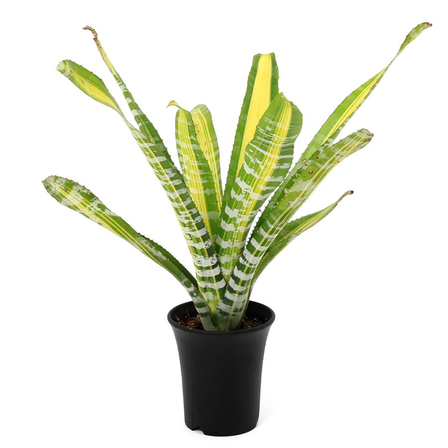 観葉植物）一点物 エクメア チャンティニー 'サムライ' 3号（1株