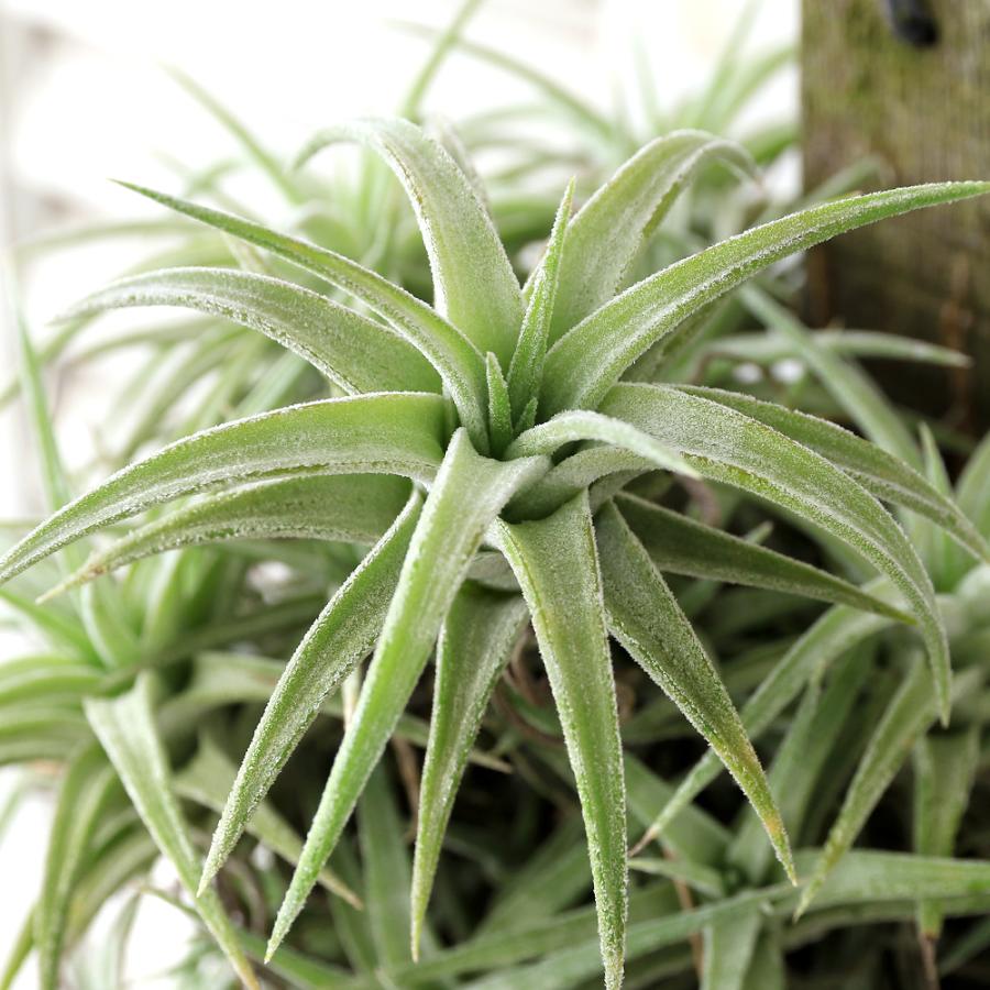 観葉植物）エアープランツ チランジア イオナンタ バンハイニンギー
