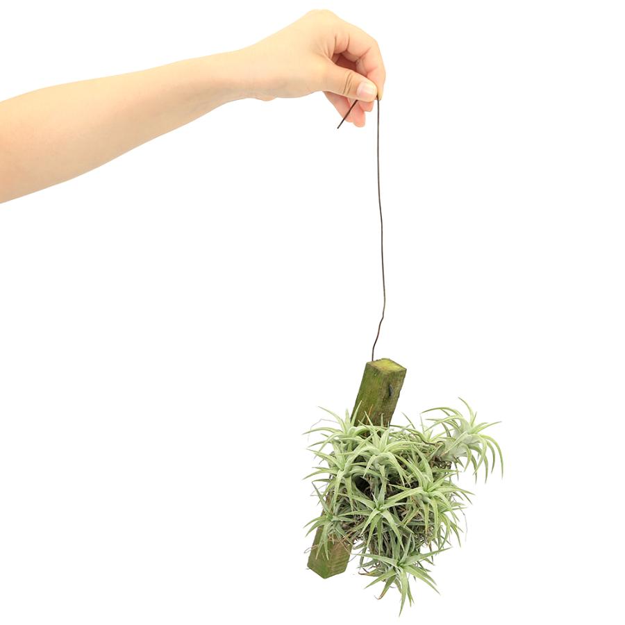 観葉植物）エアープランツ チランジア イオナンタ バンハイニンギー