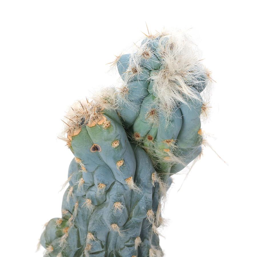 多肉植物）一点物 サボテン ピロソケレウス アズレウス綴化 5号（1鉢