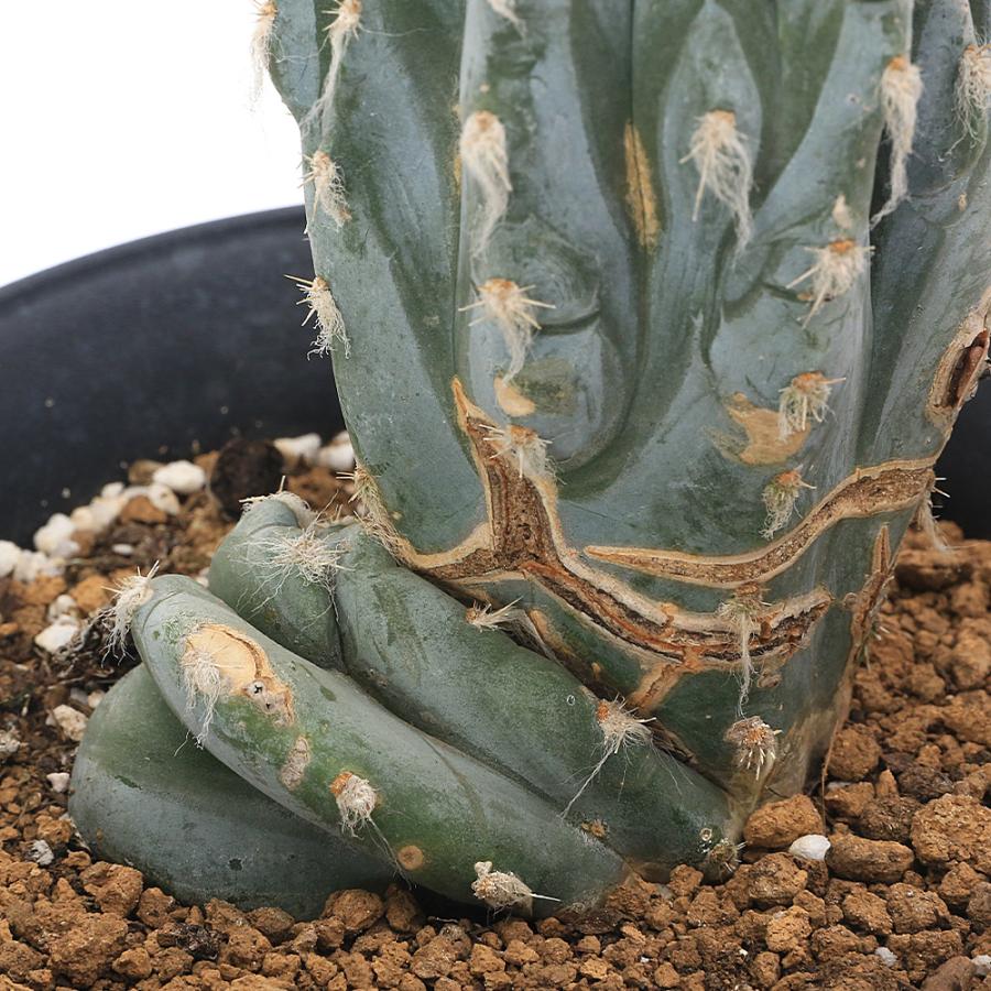 多肉植物）一点物 サボテン ピロソケレウス アズレウス綴化 5号（1鉢