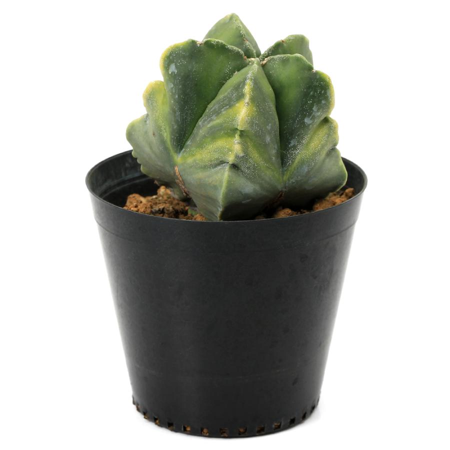 多肉植物）一点物 サボテン アストロフィツム 鸞鳳玉 光 4号