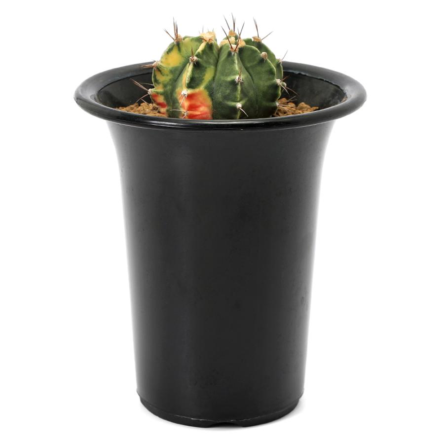 多肉植物）一点物 サボテン ギムノカリキウム 牡丹玉錦 4号（1鉢