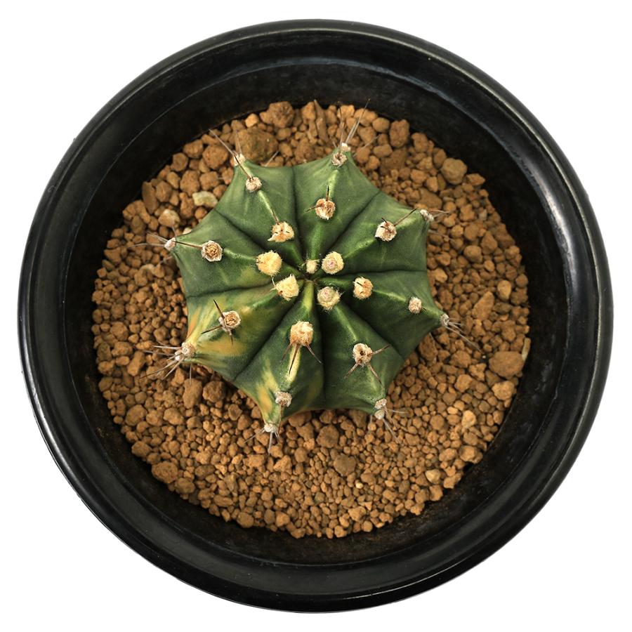 多肉植物）一点物 サボテン ギムノカリキウム 牡丹玉錦 4号（1鉢