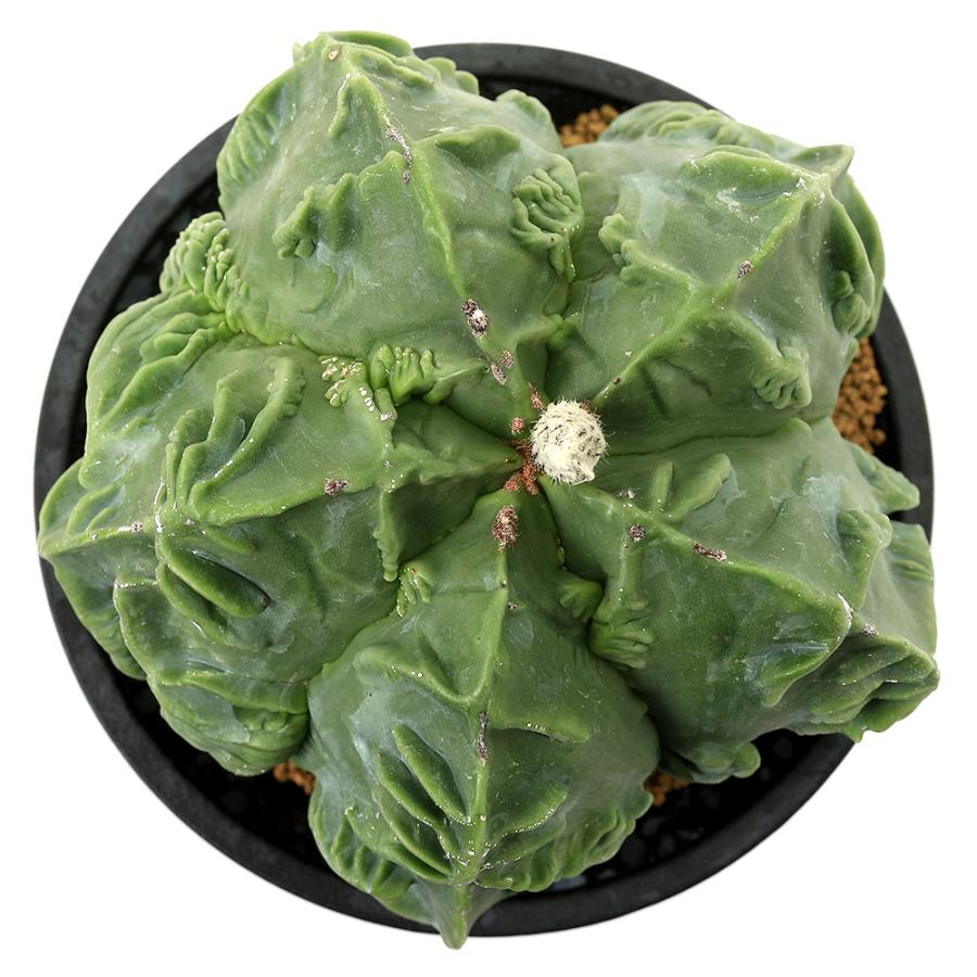 多肉植物）一点物 サボテン アストロフィツム 複隆鸞鳳玉 4号（1鉢