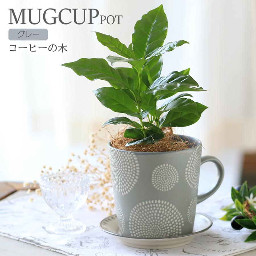 コーヒーの木 ファイバー鉢 お皿付き コーヒーの木 ファイバー鉢 お皿付き コーヒーの木 7号 陶器鉢 通販