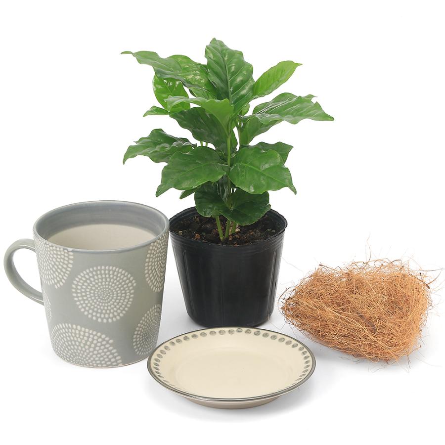観葉植物）コーヒーの木 マグカップポット グレー ココヤシファイバー
