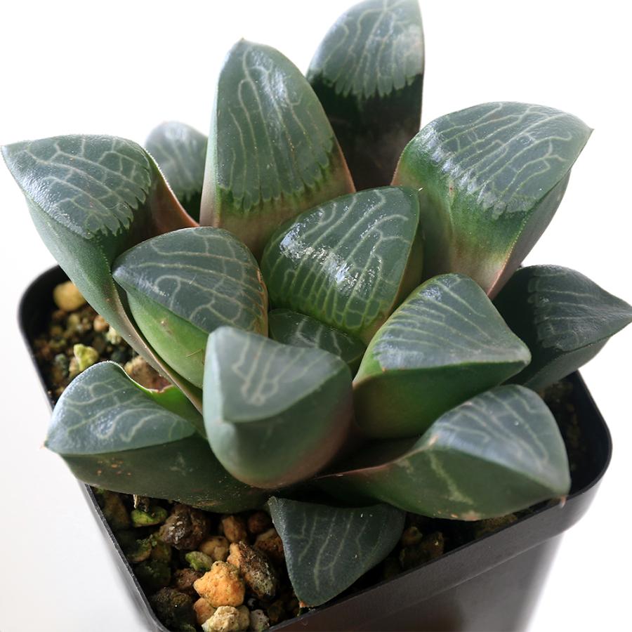 多肉植物）ハオルチア 麗紋コレクタ 3号（1鉢） : チャーム charm