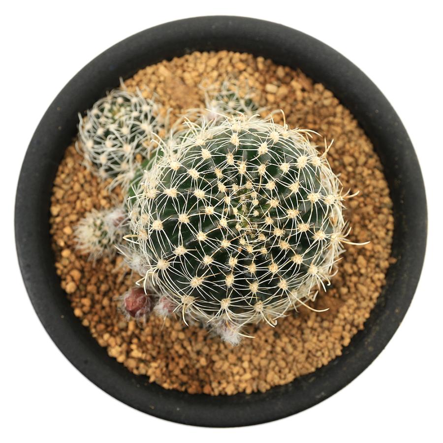 多肉植物）サボテン ロビビア スキリアナ 3号（1鉢） : チャーム