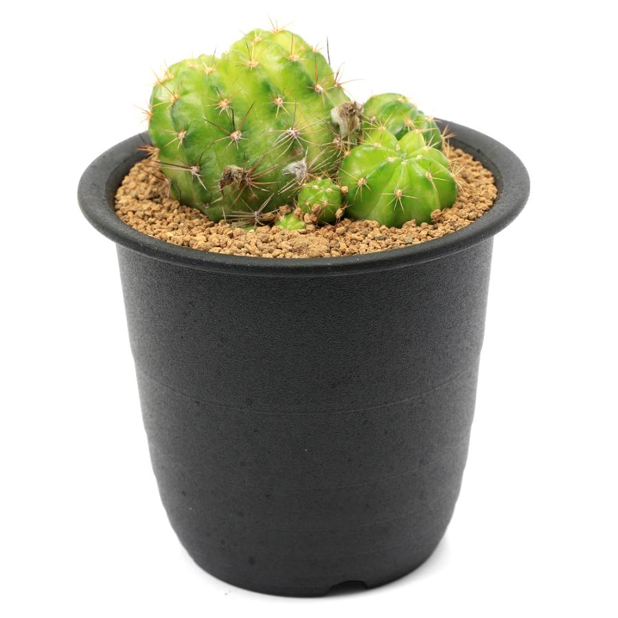 多肉植物）サボテン エキノプシス 花嵐錦 3号（1鉢） : チャーム